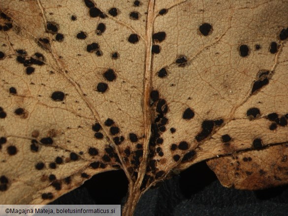 Puccinia polygoni 