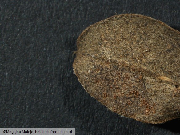 Uromyces cytisi