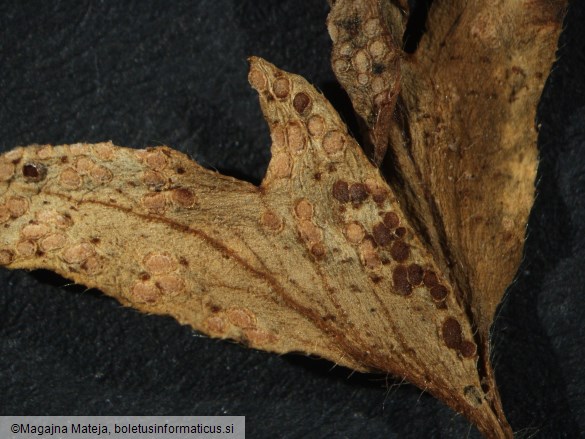 Puccinia anemones