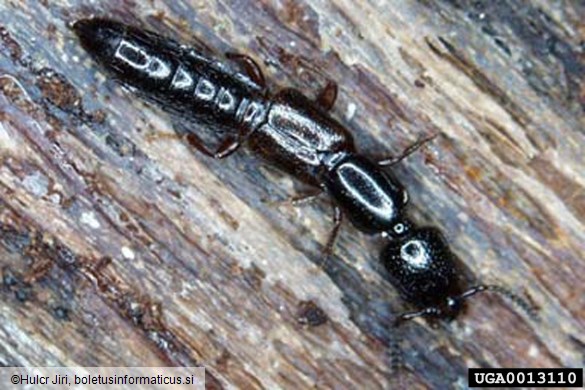 <i>Nudobius lentus</i>