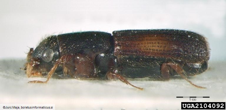 hrastov strženar (<i>Platypus cylindrus</i>)