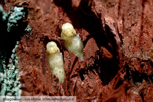 <i>Agrilus biguttatus</i> na <i>Quercus robur</i>