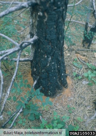 dvanajsterozobi borov lubadar (<i>Ips sexdentatus</i>) na <i>Pinus nigra</i>