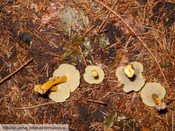 Cantharellus tubaeformis