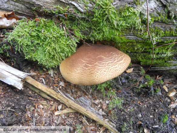 Paxillus atrotomentosus
