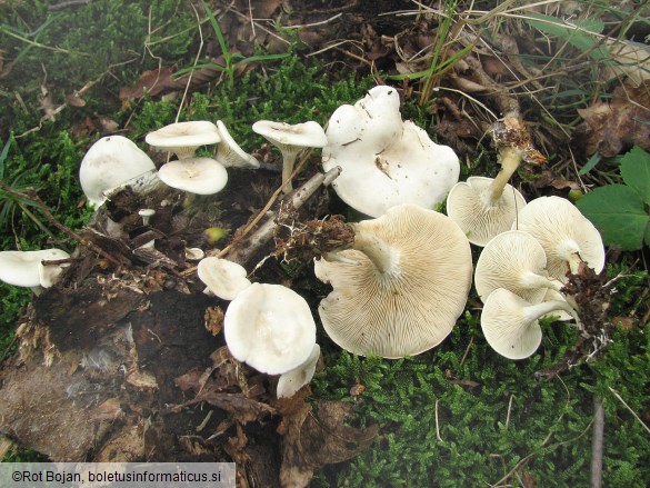 Rhodocybe mundula