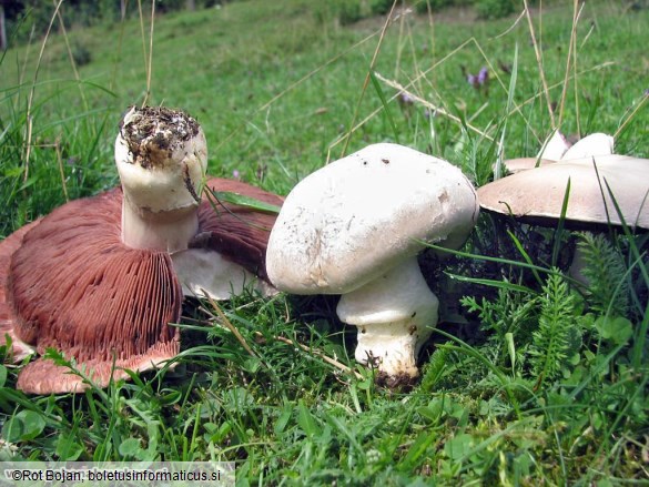 Agaricus campestris