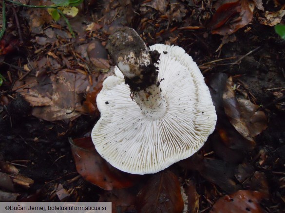 Tricholoma sejunctum