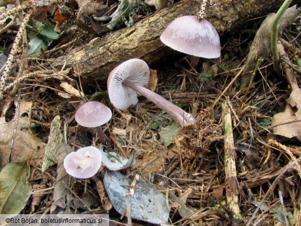 Mycena pura
