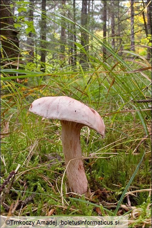 Hygrophorus erubescens