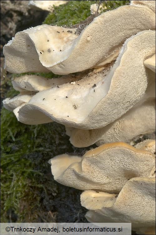 Trametes pubescens