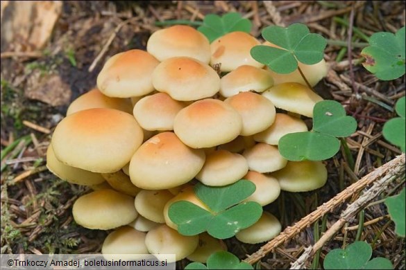 Hypholoma fasciculare