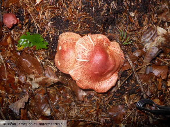 Cortinarius bolaris