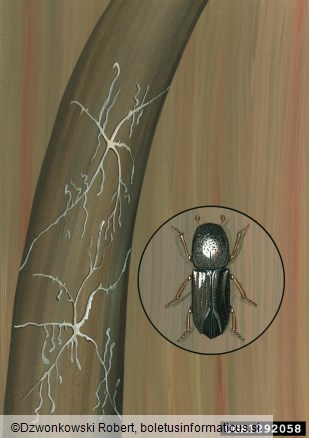jelov vejni lubadar (<i>Pityophthorus pityographus</i>)
