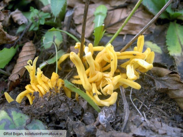 Clavulinopsis helvola