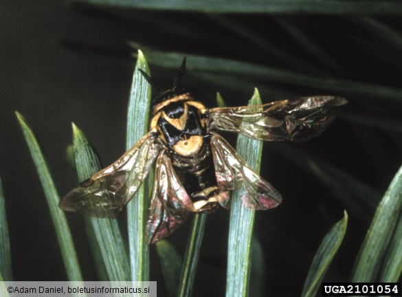 navadna borova grizlica (<i>Diprion pini</i>) na <i>Pinus sylvestris</i>