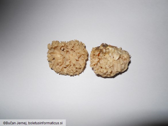 Sparassis crispa