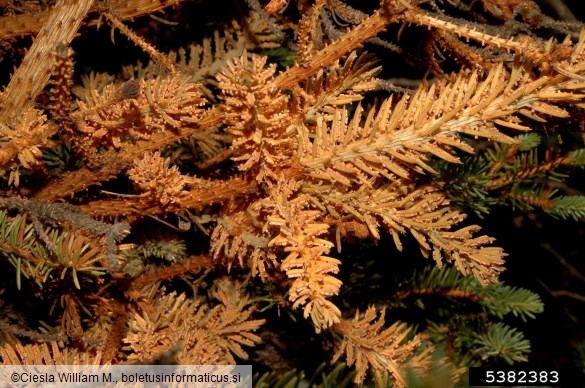 Smrekov metličasti rak