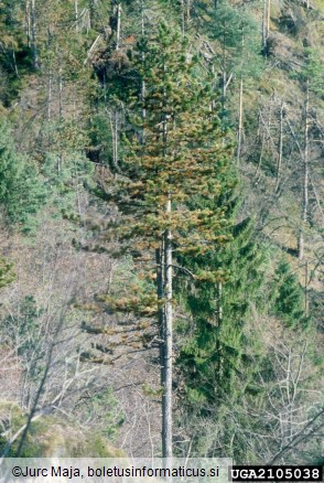 mali borov strženar (<i>Tomicus minor</i>) na <i>Pinus nigra</i>