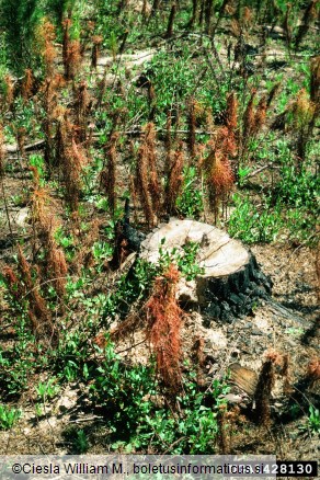 črni borov koreninar (<i>Hylastes ater</i>) na <i>Pinus radiata</i>