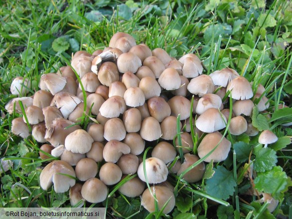 Psathyrella multipedata