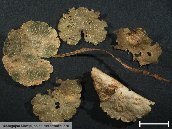 Puccinia chrysosplenii 