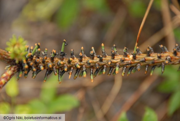 rjava borova grizlica