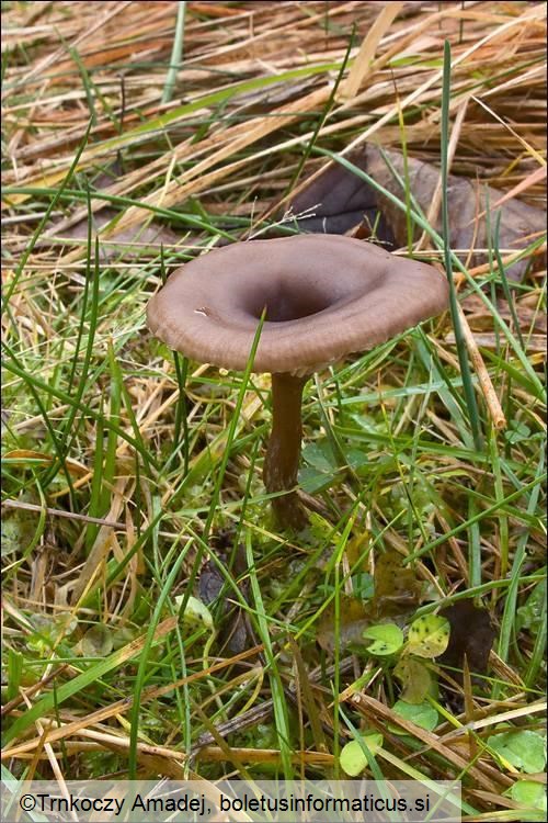 Pseudoclitocybe expallens