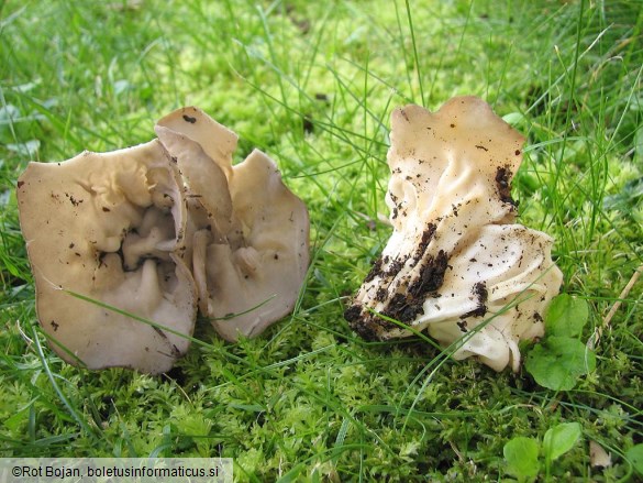 Helvella acetabulum