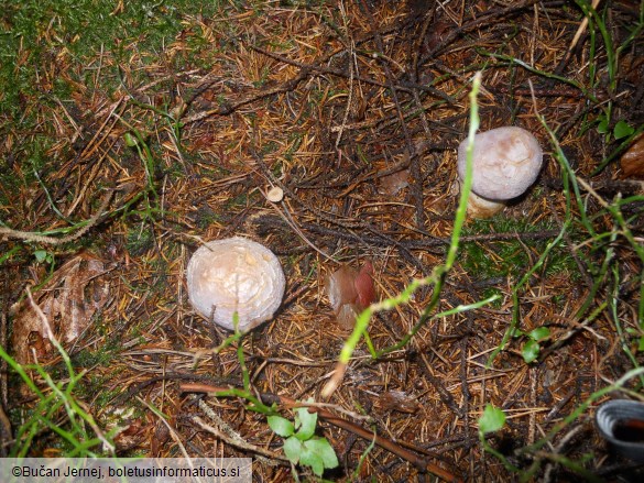 Cortinarius traganus