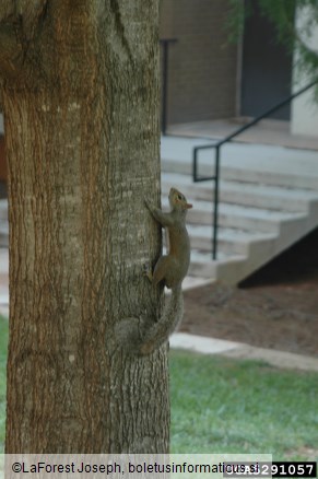 siva veverica (<i>Sciurus carolinensis</i>)