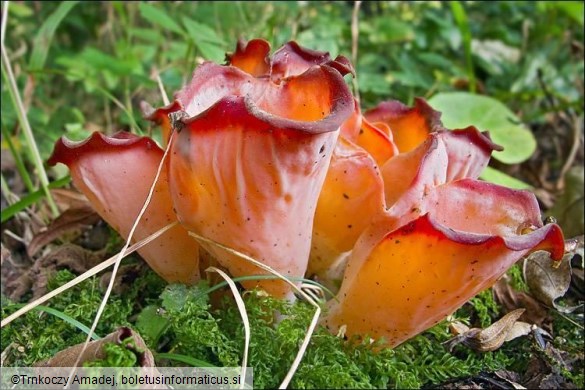 Guepinia helvelloides