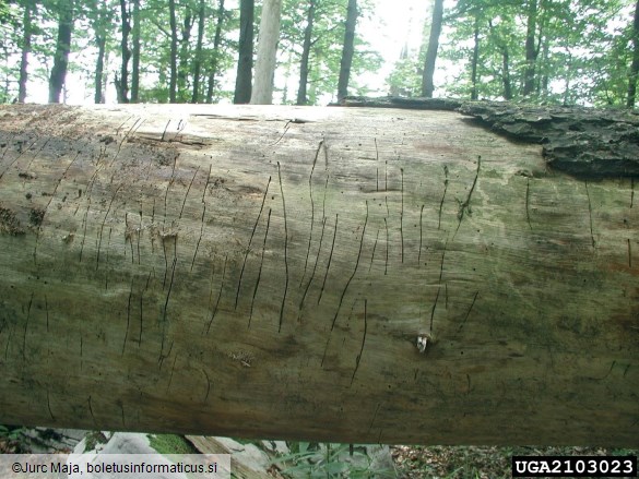 <i>Elateroides dermestoides</i> na <i>Abies alba</i>
