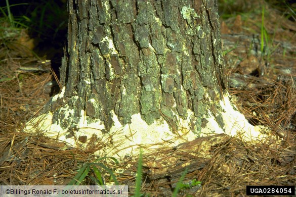 hrastov strženar (<i>Platypus cylindrus</i>)