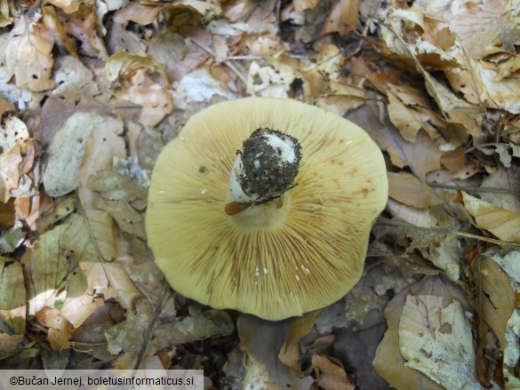 Lactarius fuliginosus