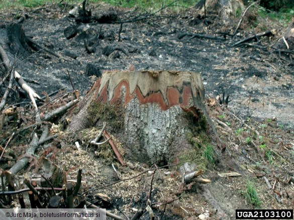 <i>Pityokteines</i> na <i>Abies alba</i>