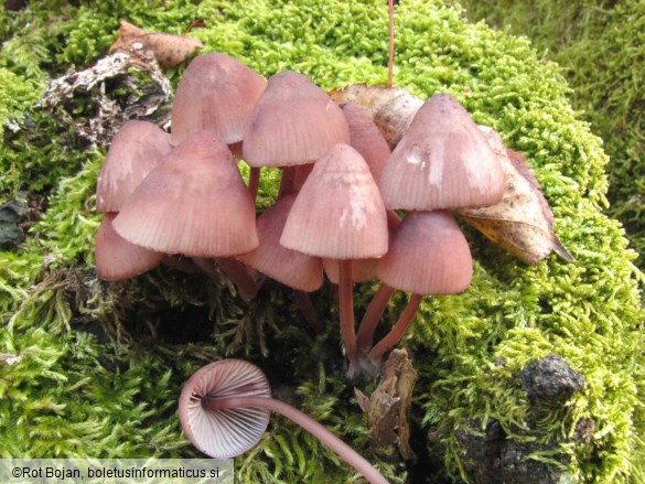 Mycena haematopus