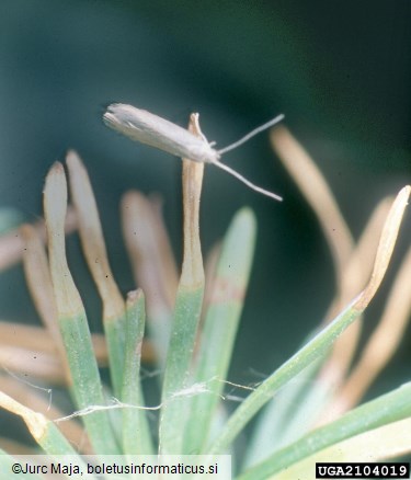 molj macesnovih iglic (<i>Coleophora laricella</i>) na <i>Larix decidua</i>