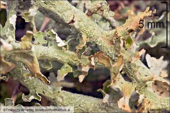 Cladonia furcata