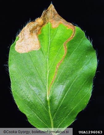 bukov rilčkar skakač (<i>Rhynchaenus fagi</i>)