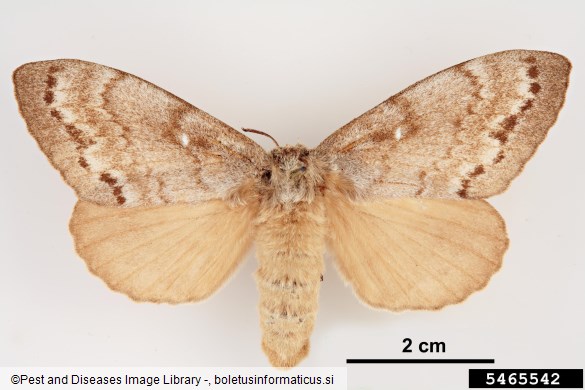 sibirska svilena kokljica