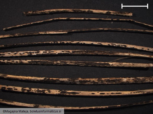 Puccinia poarum