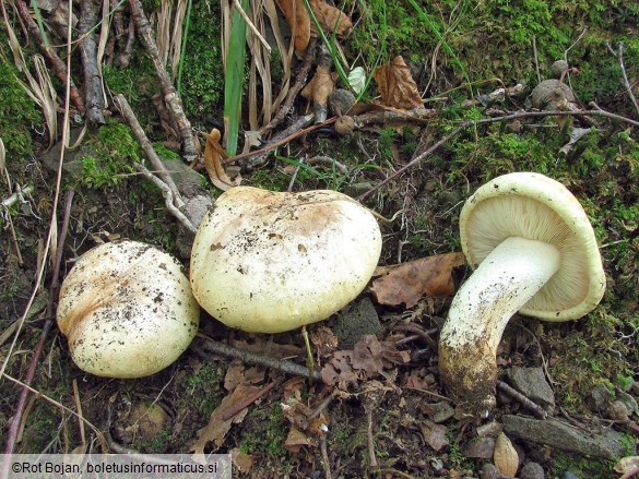 Tricholoma acerbum