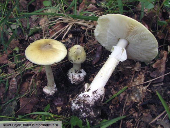 Amanita phalloides