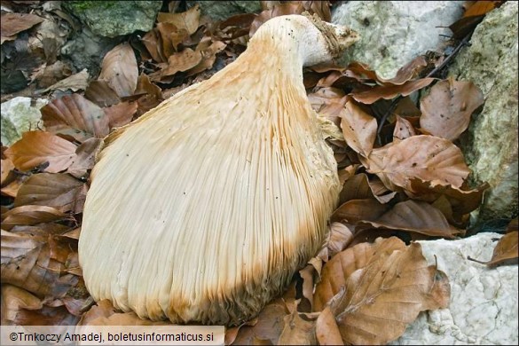 Pleurotus dryinus