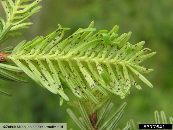 jelova uš (<i>Dreyfusia nordmannianae</i>) na <i>Abies alba</i>