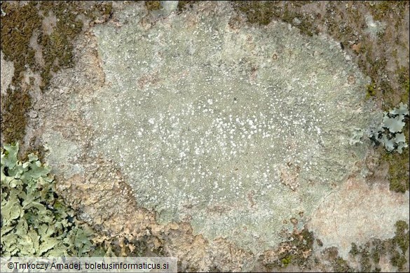 Pertusaria amara