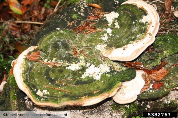 grbasta ploskocevka (<i>Trametes gibbosa</i>) na <i>Fagus sylvatica</i>
