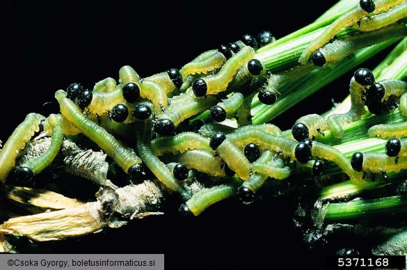 rjava borova grizlica (<i>Neodiprion sertifer</i>)