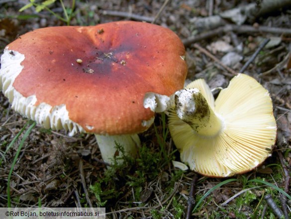 Russula aurea